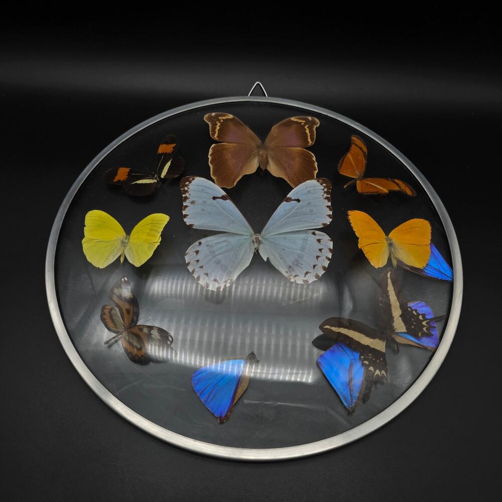 Vintage Preserved Butterfly Specimen Wall Hanging AS IS READ